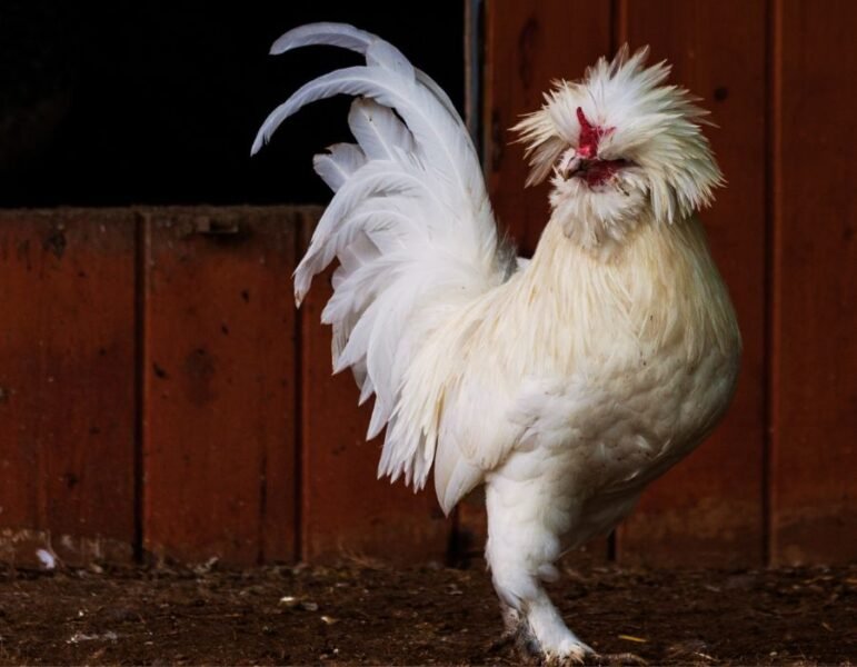a white sultan rooster with leathered legs and feet