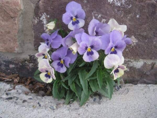 Purple and White Pansies growing in the spring