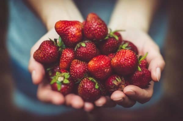 fresh strawberries in a gardener's hands