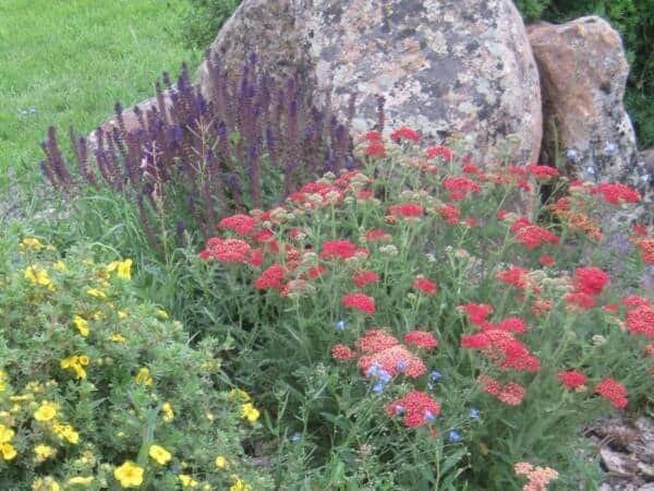 flowers growing in the garden