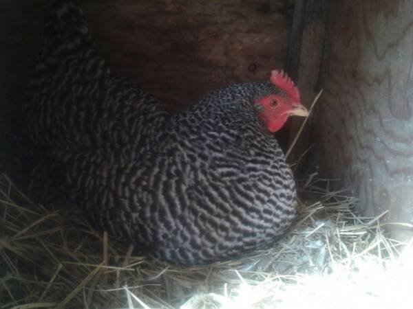 young barred rock hen laying an egg in a nextbox