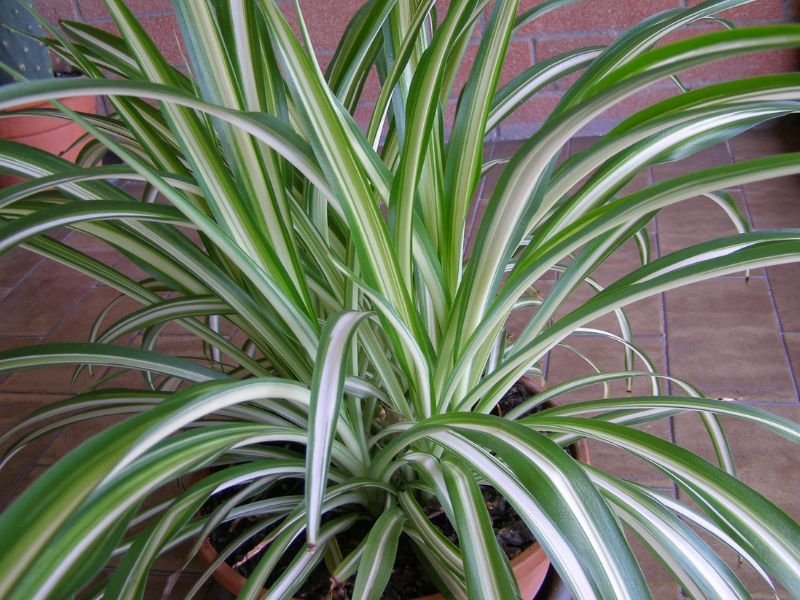Spider Plant in an outdoor pot