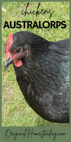 Australorp Chickens – Great Choice for Your Backyard Flock - promo image