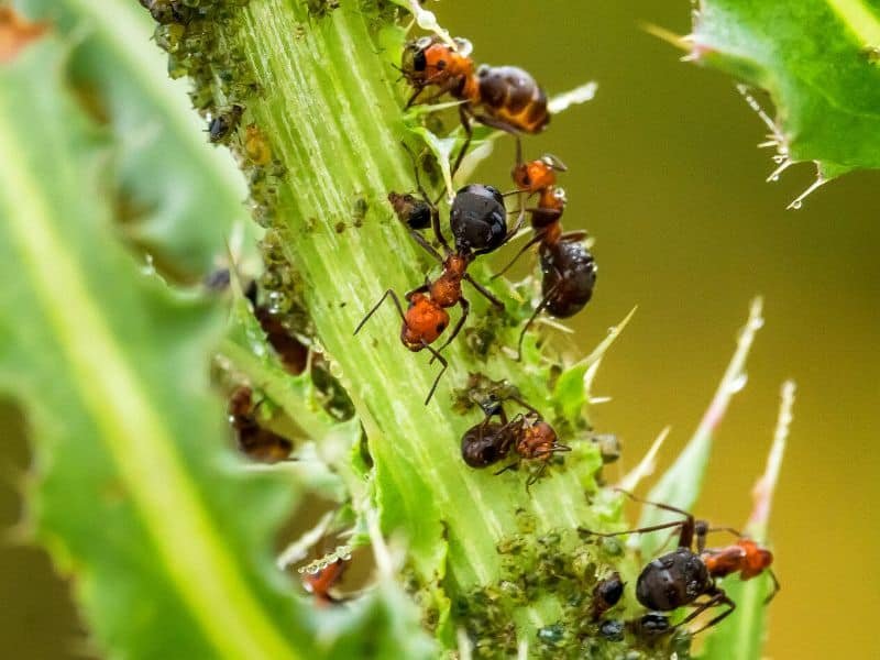 ants and aphids on a plant stem
