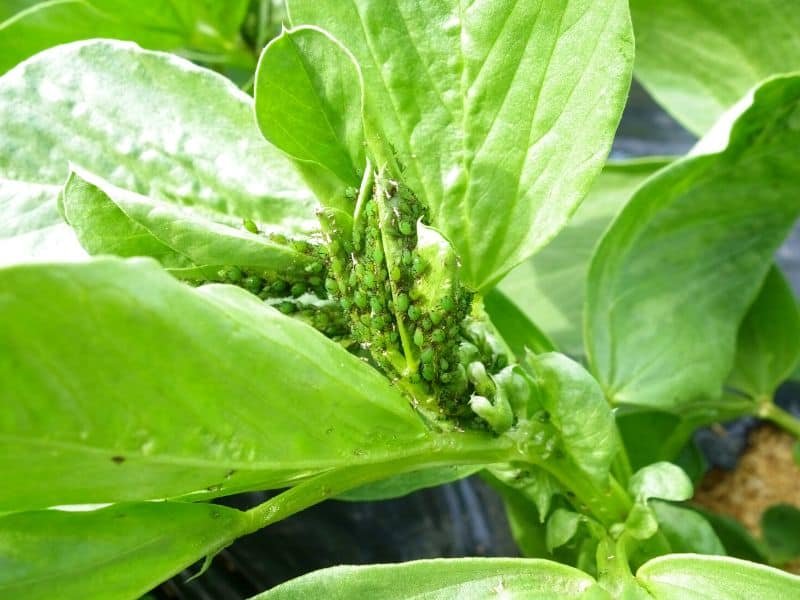 aphid infestation on a young plant's stem and leaves