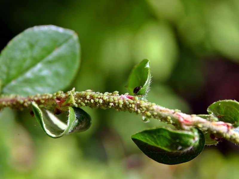 Aphids infestation on indoor and outdoor plants, showing tiny pests on the stem.
