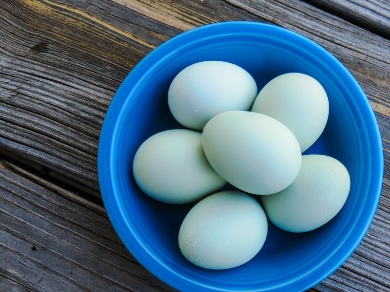Raising Araucana Chickens: Blue Chicken-Egg Layers