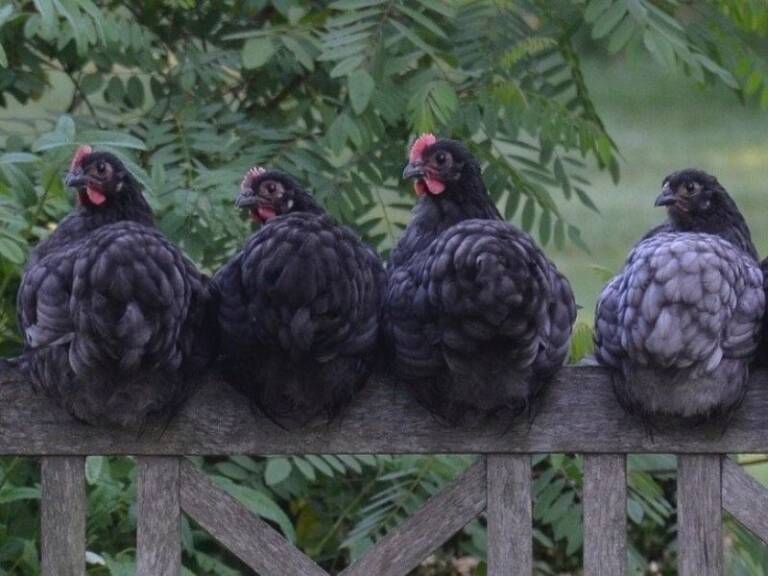 Young black Australorp pullets roosting on a fence