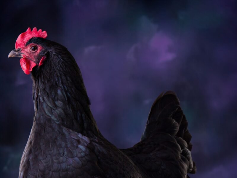 Black Australorp Hen