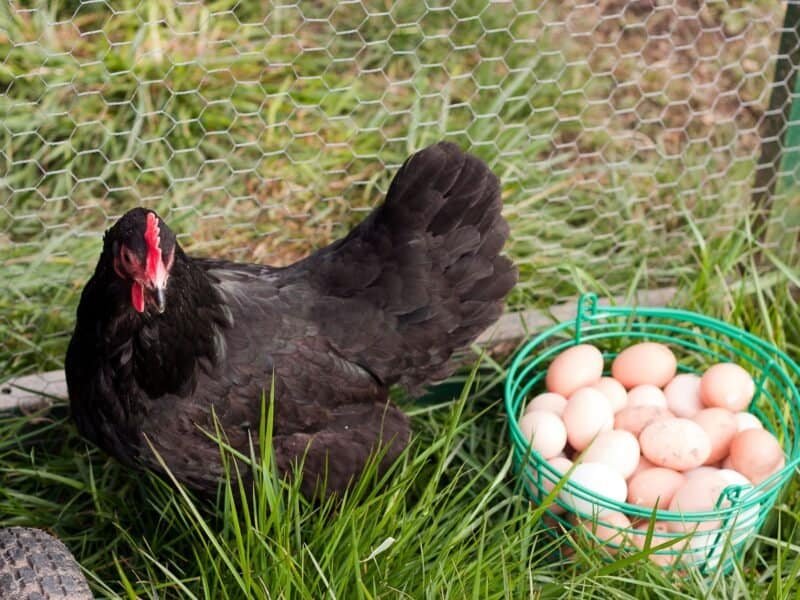Black Australorp hen with a basket of fresh brown eggs.