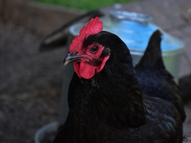 Australorp Chickens – Perfect For Your Flock