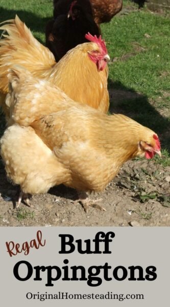 buff orpington chickens promo 