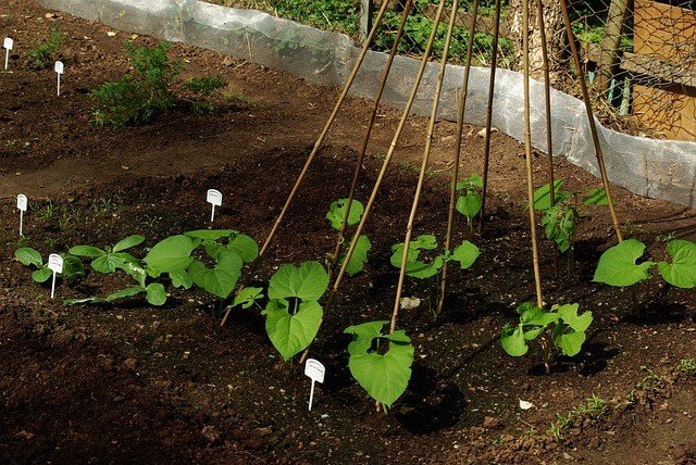 green bean plants growing in a garden