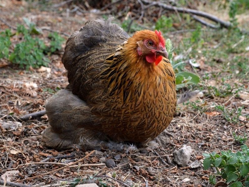 golden partridge brahma chicken