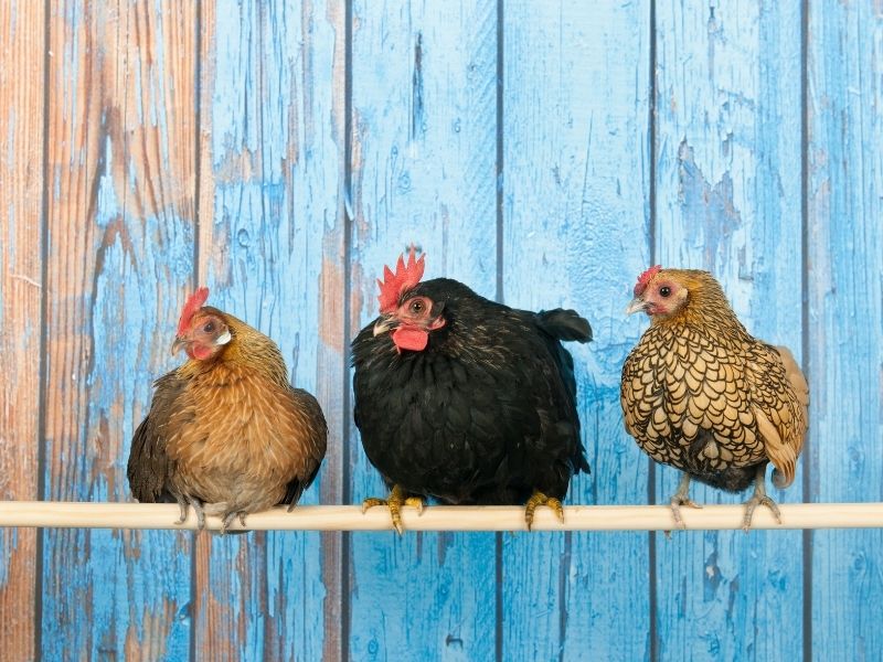 Bantam Chickens for Beginnners