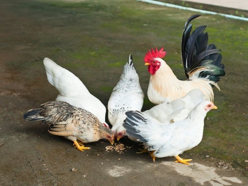 a group of colorful bantam chickens eating grain on a pathway