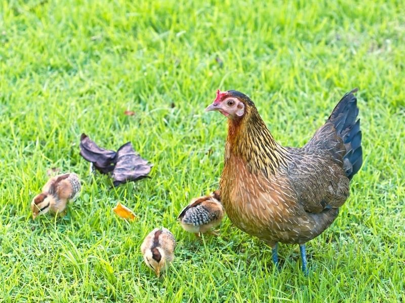 Bantam hen with baby bantam chicks in the green grass