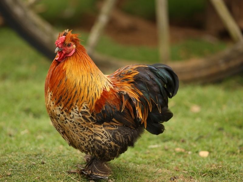 colorful bantam rooster with a rose comb and feathered feet