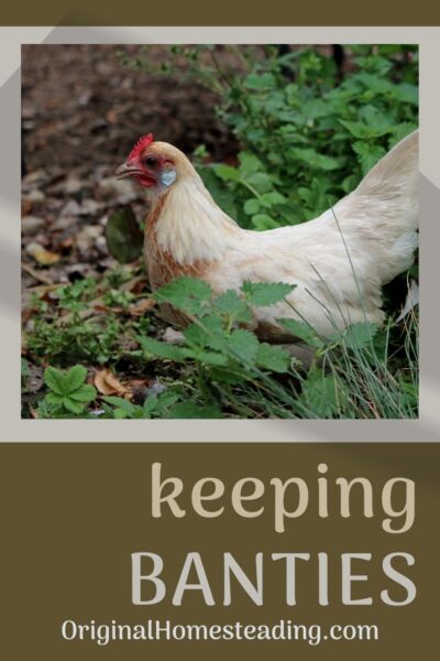 top 8 bantam chicken breeds promo image