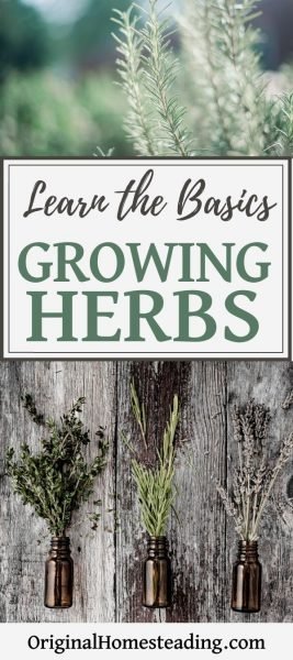 Basics of growing herbs for beginners promo image