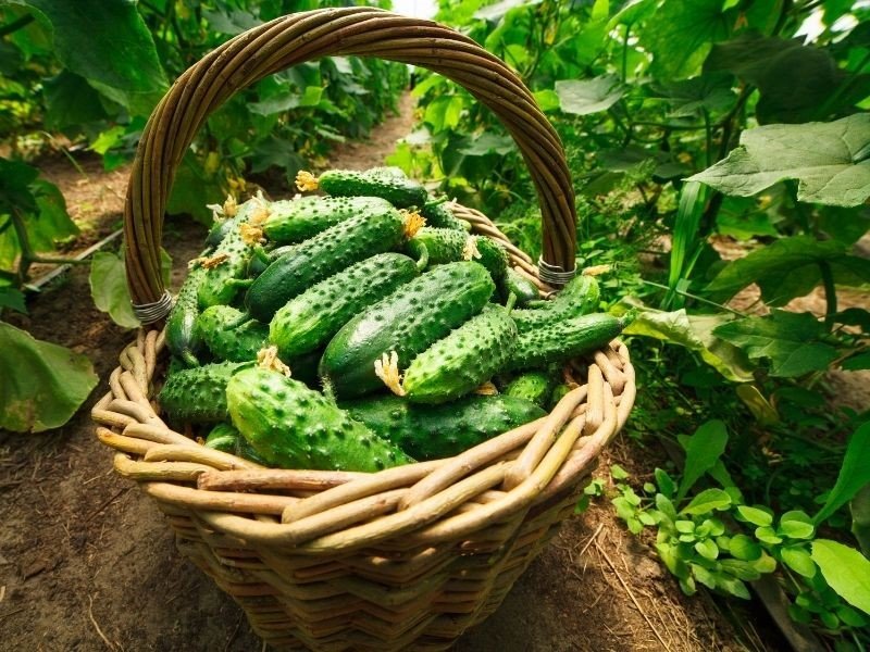 a basket of freshly picked cucumbers in a shady garden