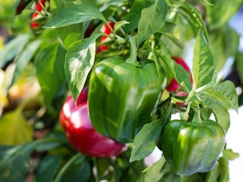 Bell Peppers Growing on Plant