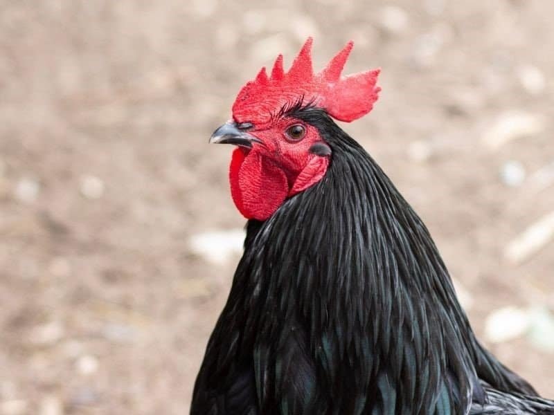 Black rooster with red comb on a farm, ideal for homesteading and backyard poultry.