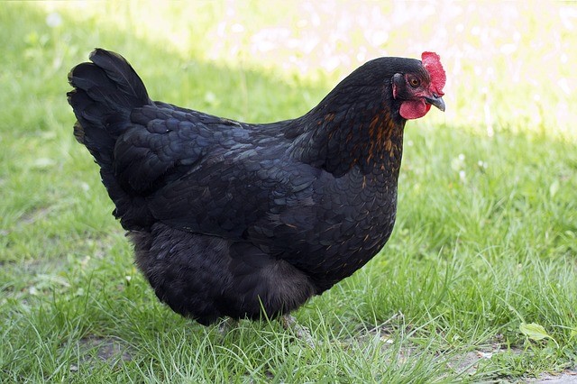 Best Egg Laying Chickens 10 Beautiful And Colorful Breeds 