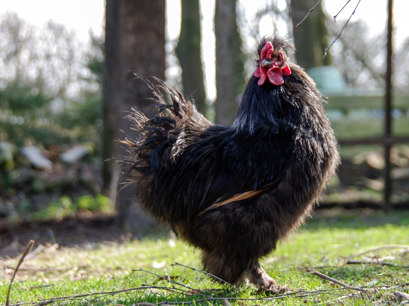 frizzle feathers are typical of black silkie hens