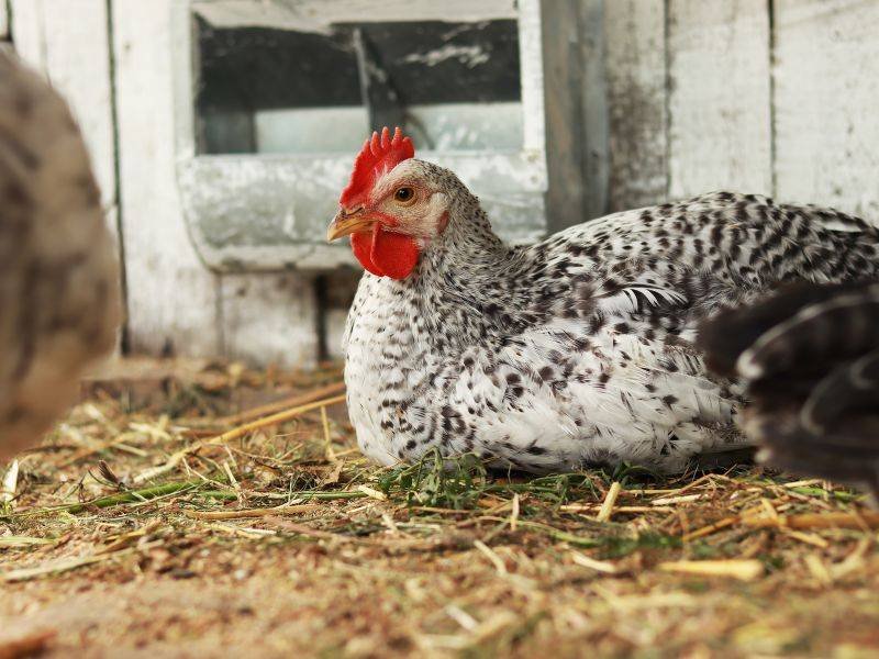 Black and White Hens image for Chickens Lay Eggs
