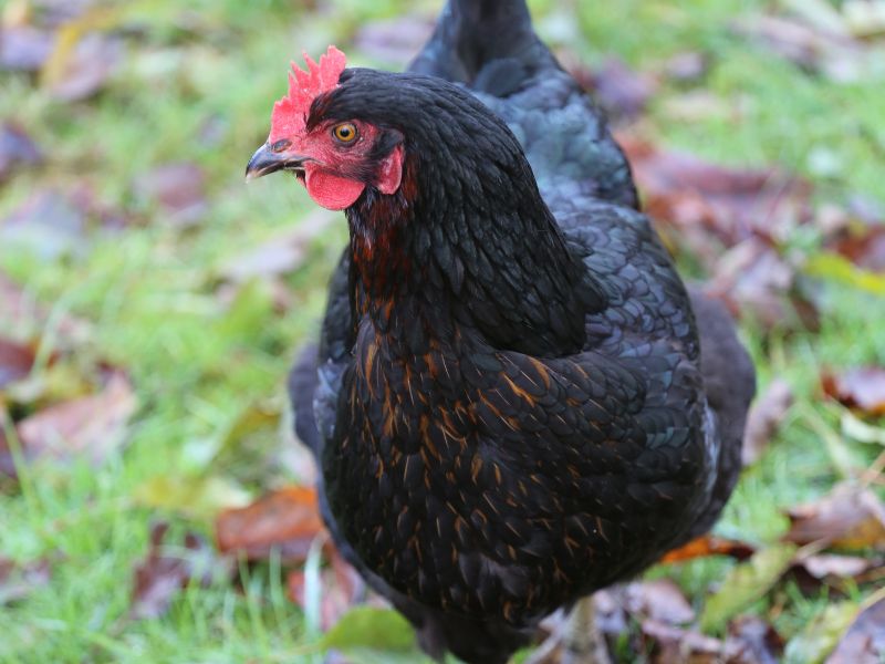 Black Sexlink Hen in an outside pasture