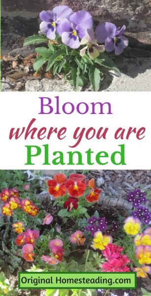 Bloom Where You are Planted | Simple Life Lesson promo image