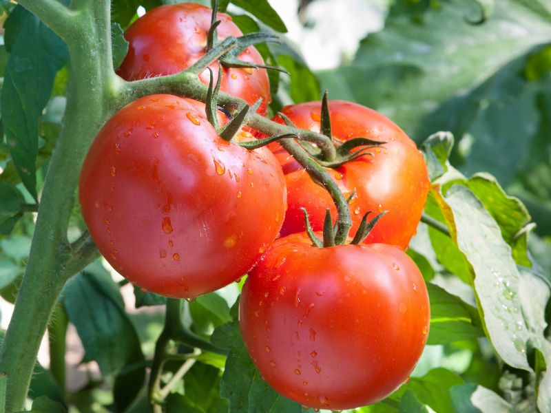 four healthy red tomatoes ready to hand pick from a tomato vine