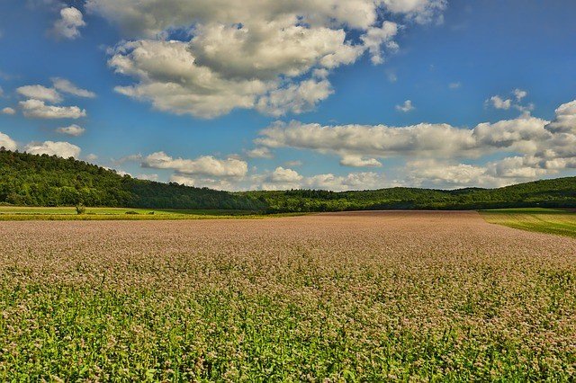Buckwheat growing in a field as a Cover Crop