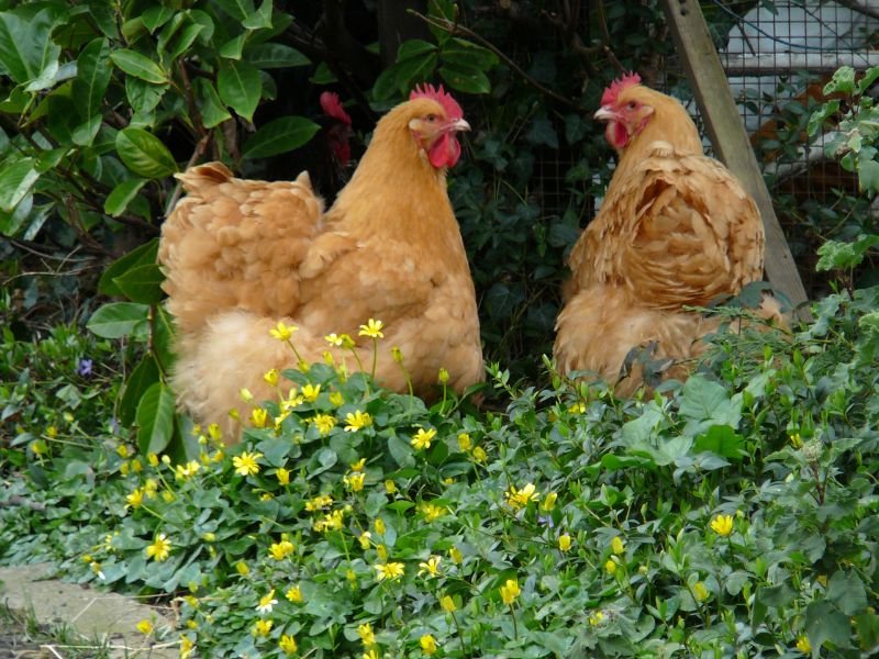 Buff Orpingtons are great chickens that lay eggs