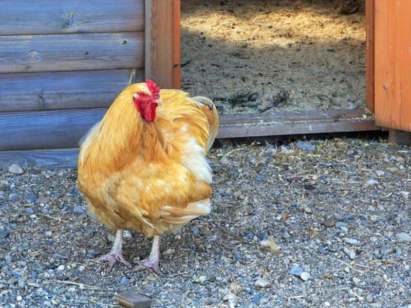 Buff Orpington Hen that just walked out of the Barn