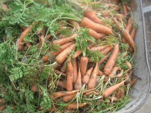 Store Your Garden Carrots In Peat Moss For The Winter