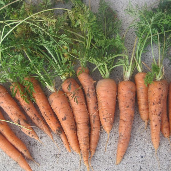 Store Your Carrots in Peat Moss, Sand or Sawdust
