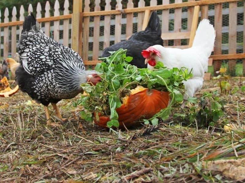 busy chickens picking at fresh pumpkins and pea plants