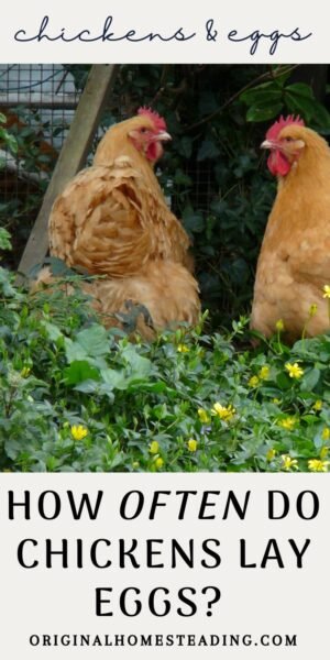 How Often Chickens Lay Eggs? promo image