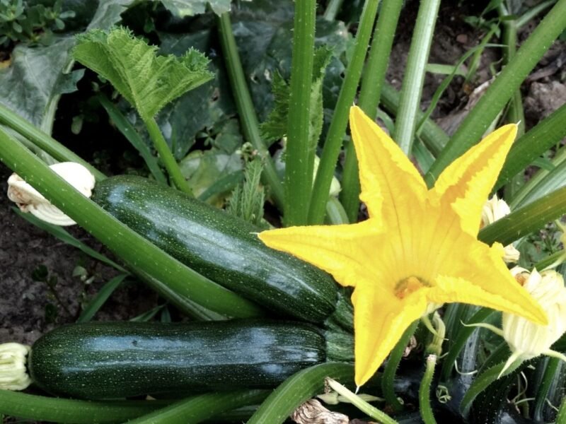 a garden zucchini plant