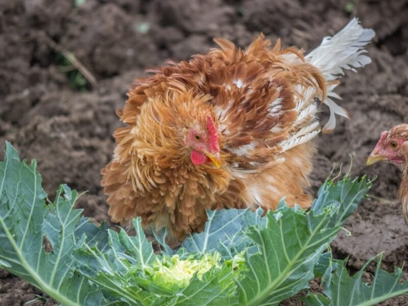 frizzy chicken eating a garden cabbage