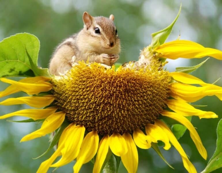 chipmunk eating sunflower seeds