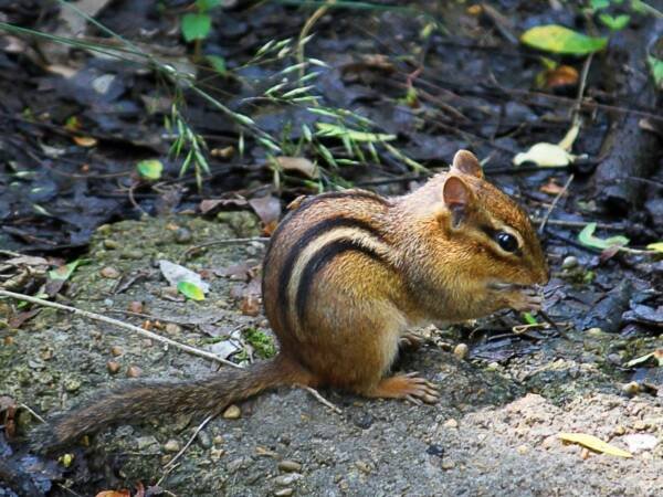 Little chipmunk in the garden eating a grass stem