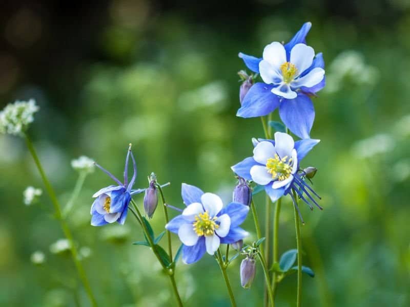 blue and white columbine flowers