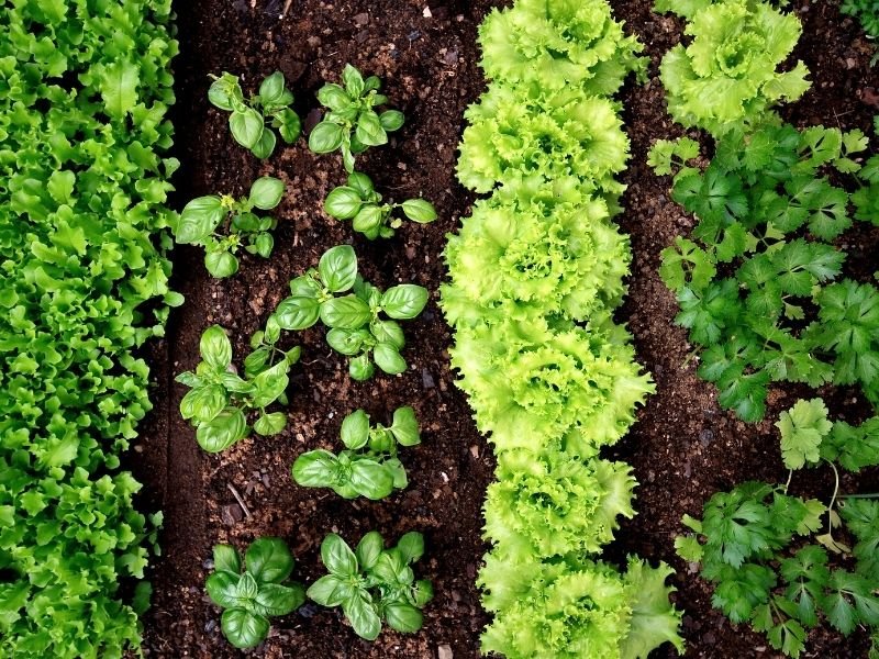 example of companion planting with lettuce planted next to parsley and basil