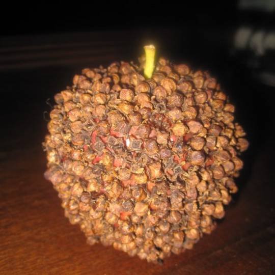 How to Make Pomander Balls a Traditional Christmas Favorite