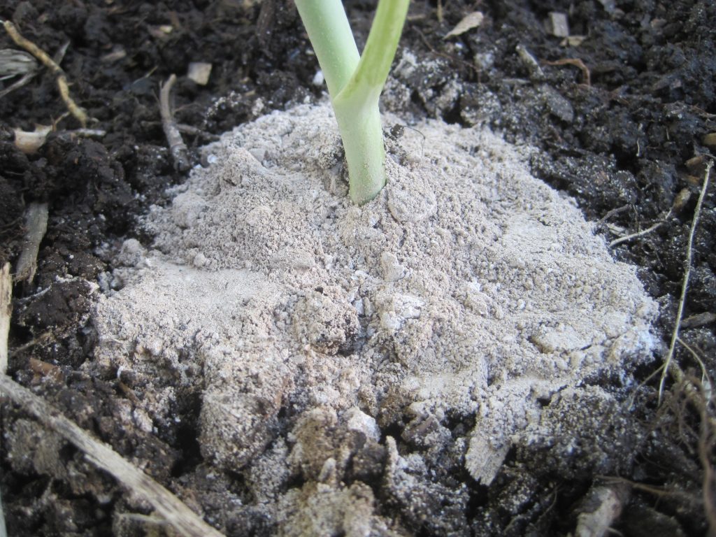 wood ashes around the base of a young broccoli seeding