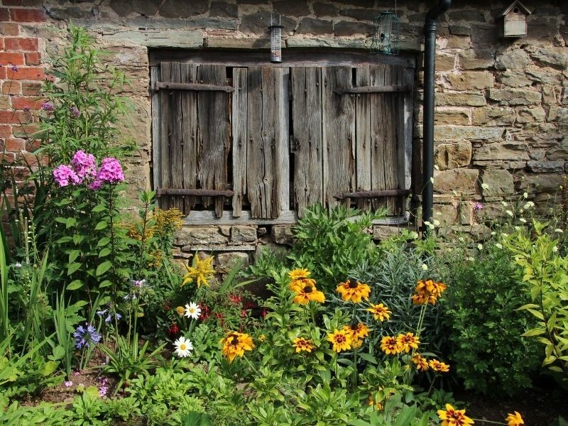 lovely garden flowers growing in front of a rustic wooden door