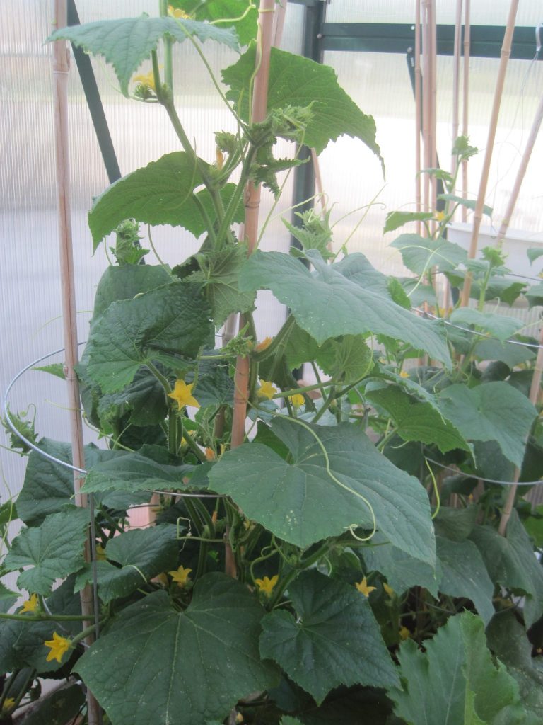 Cucumber plants growing in our Greenhouse.